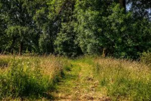 Favoriser la tonte différenciée dans les espaces verts, par Yvonnick Boutier pour la SAUR