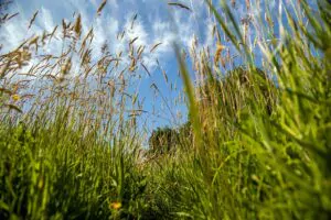 Favoriser la gestion durable des espaces verts, par Yvonnick Boutier pour la SAUR