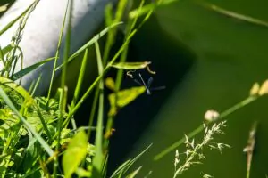 Favoriser la biodiversité dans les espaces verts, par Yvonnick Boutier pour la SAUR