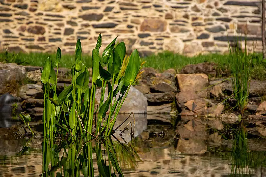 Création de bassin - réalisation Yvonnick Boutier, Merléac