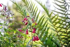 étude de jardins naturels - yvonnick boutier éco-paysangiste